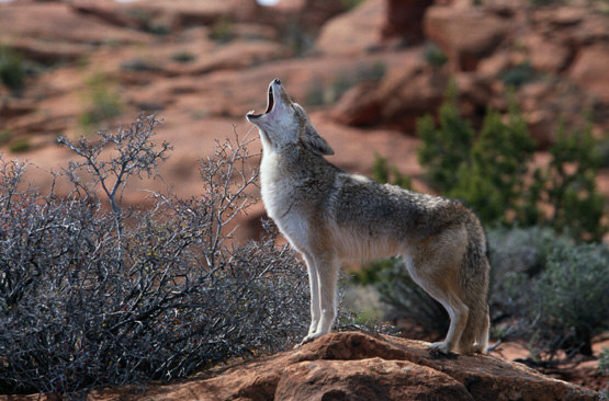 25 years in the desert: Exploring the Coyotes' wild, weird and