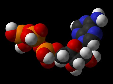 Metabolismo celular: catabolismo y anabolismo