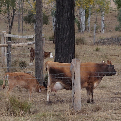 eight acres: review of the raw milk answer book