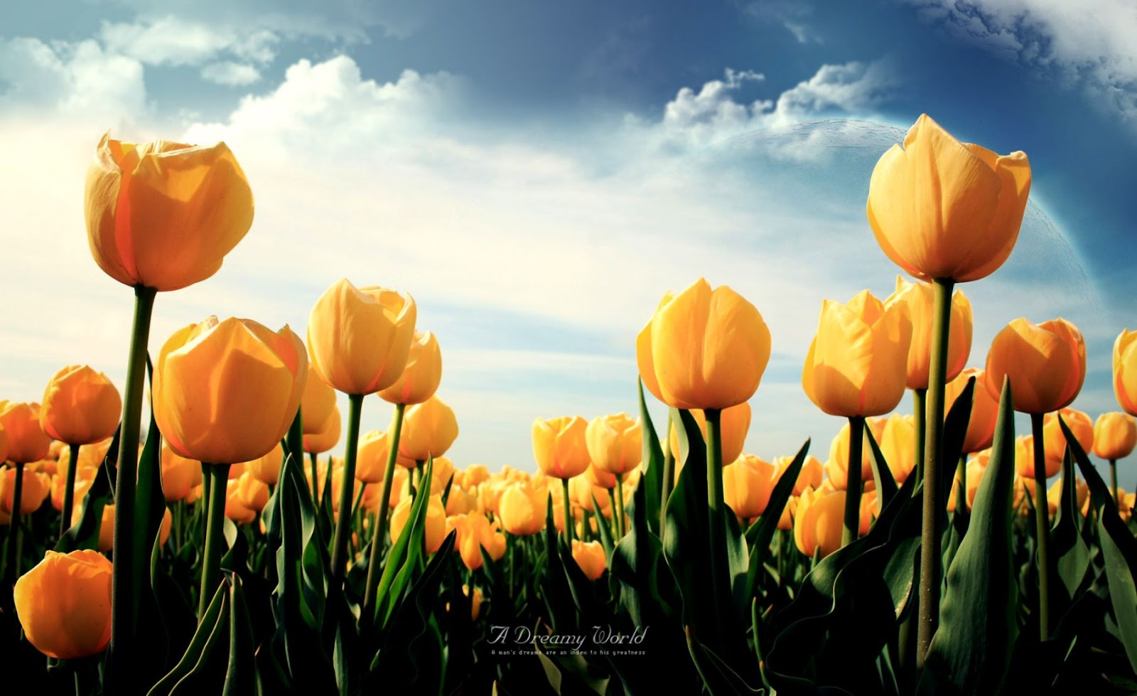 Yellow Tulip Desktop Yellow Tulip Desktop