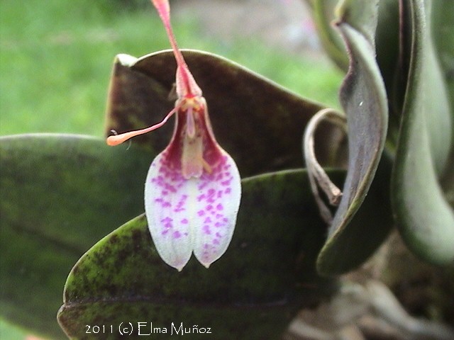 Restrepia Lansbergii