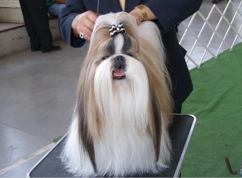 Shih+tzu+dog+haircuts