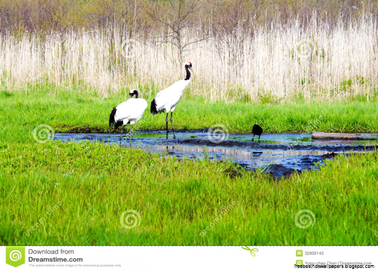 Japanese Crane Japanese Crane