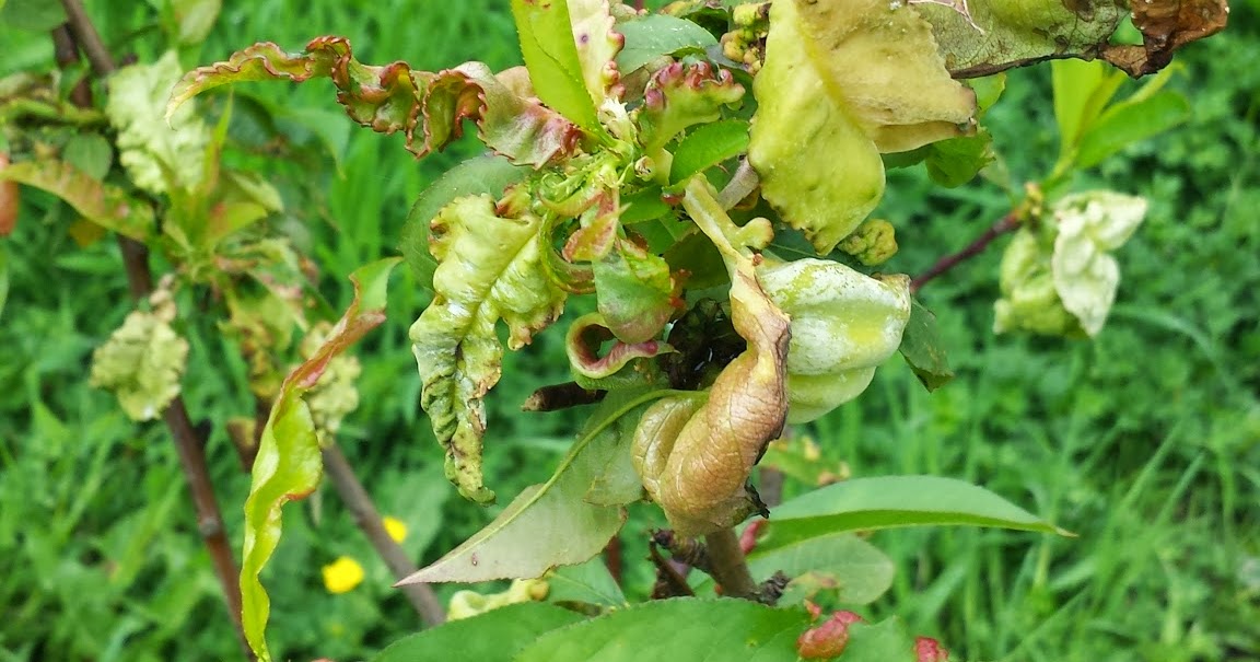what bugs are eating my peach tree