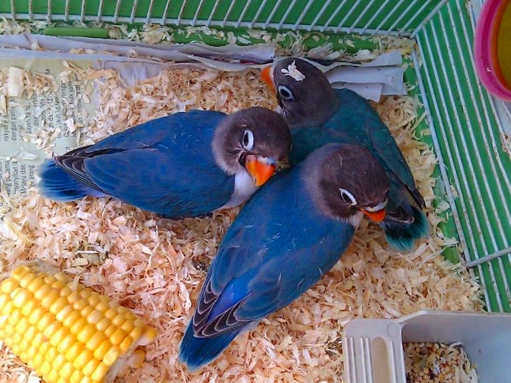 Keli Oh Keli Jom Kenali Jenis Burung Kakaktua keli oh keli jom kenali jenis burung kakaktua