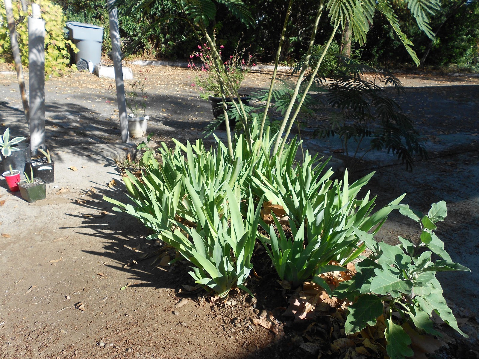 A Grower's Lessons Transplanting Iris Bulbs