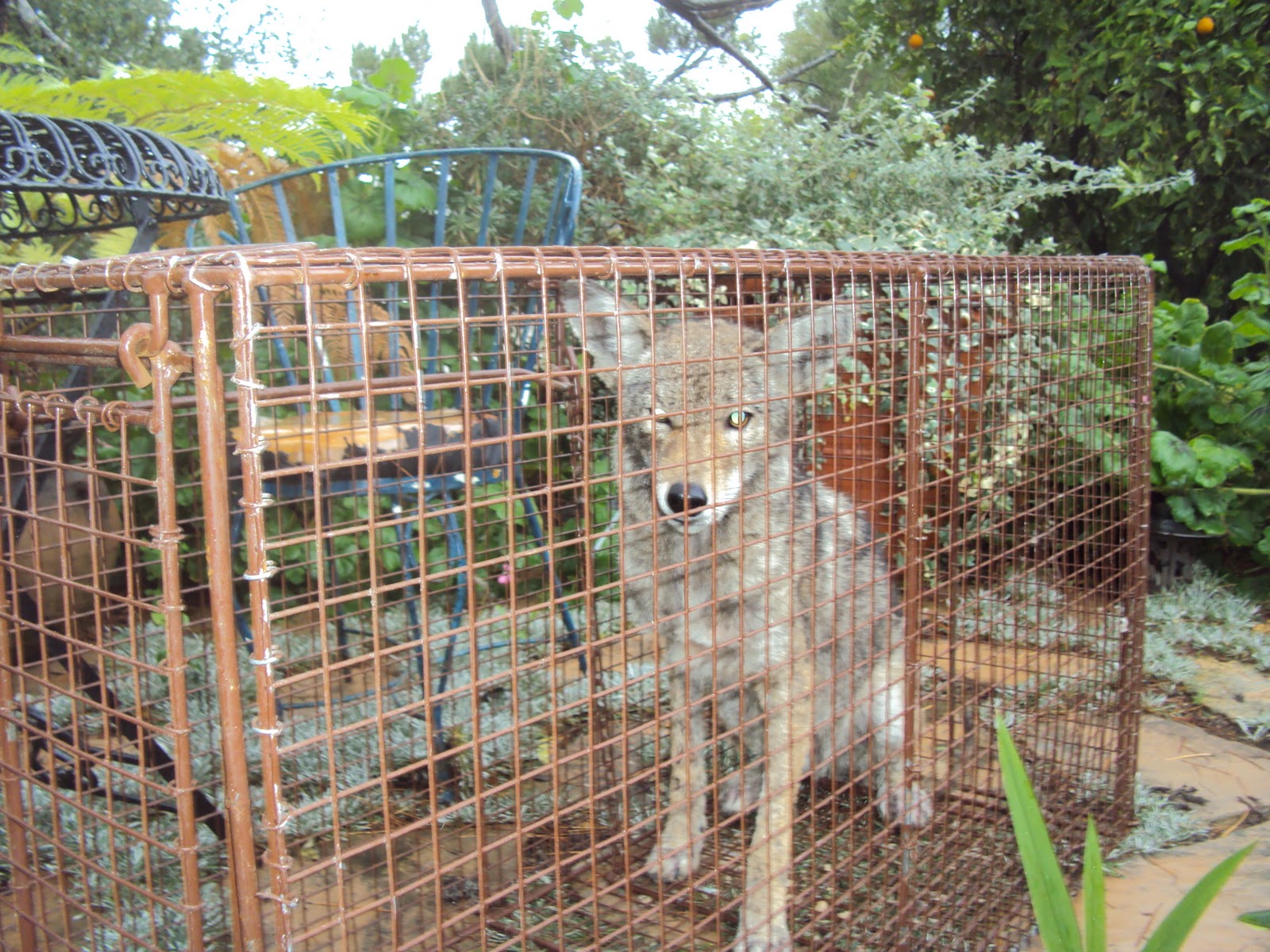 All City Animal Trapping Salt Lake City Coyote Control, Salt Lake City