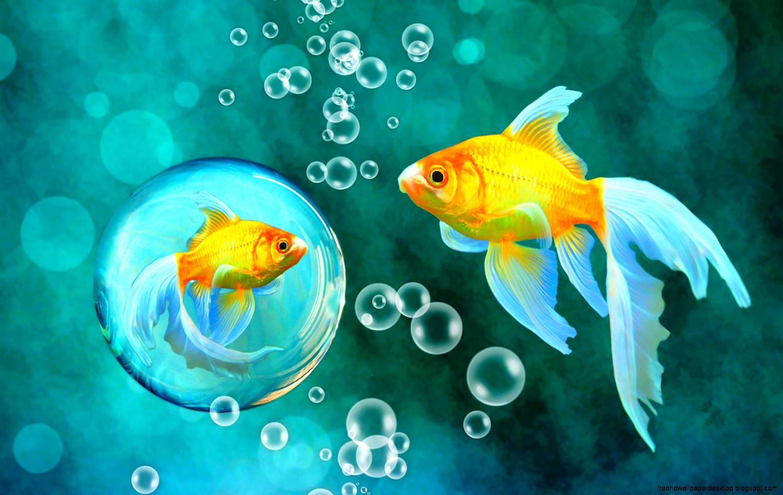 Cute Fish Desktop Wallpaper Cute Fish Desktop Wallpaper