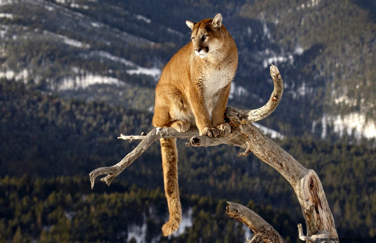 2 Mountain Lion HD Wallpapers Backgrounds Wallpaper Abyss 2 Mountain Lion HD Wallpapers Backgrounds Wallpaper Abyss