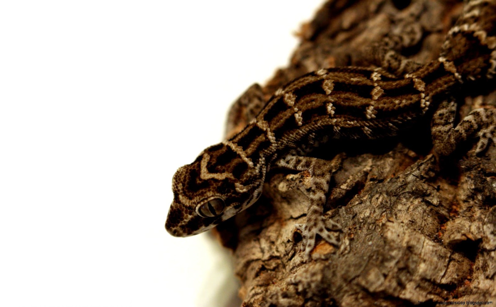Reptile Viper Snake Reptile Viper Snake