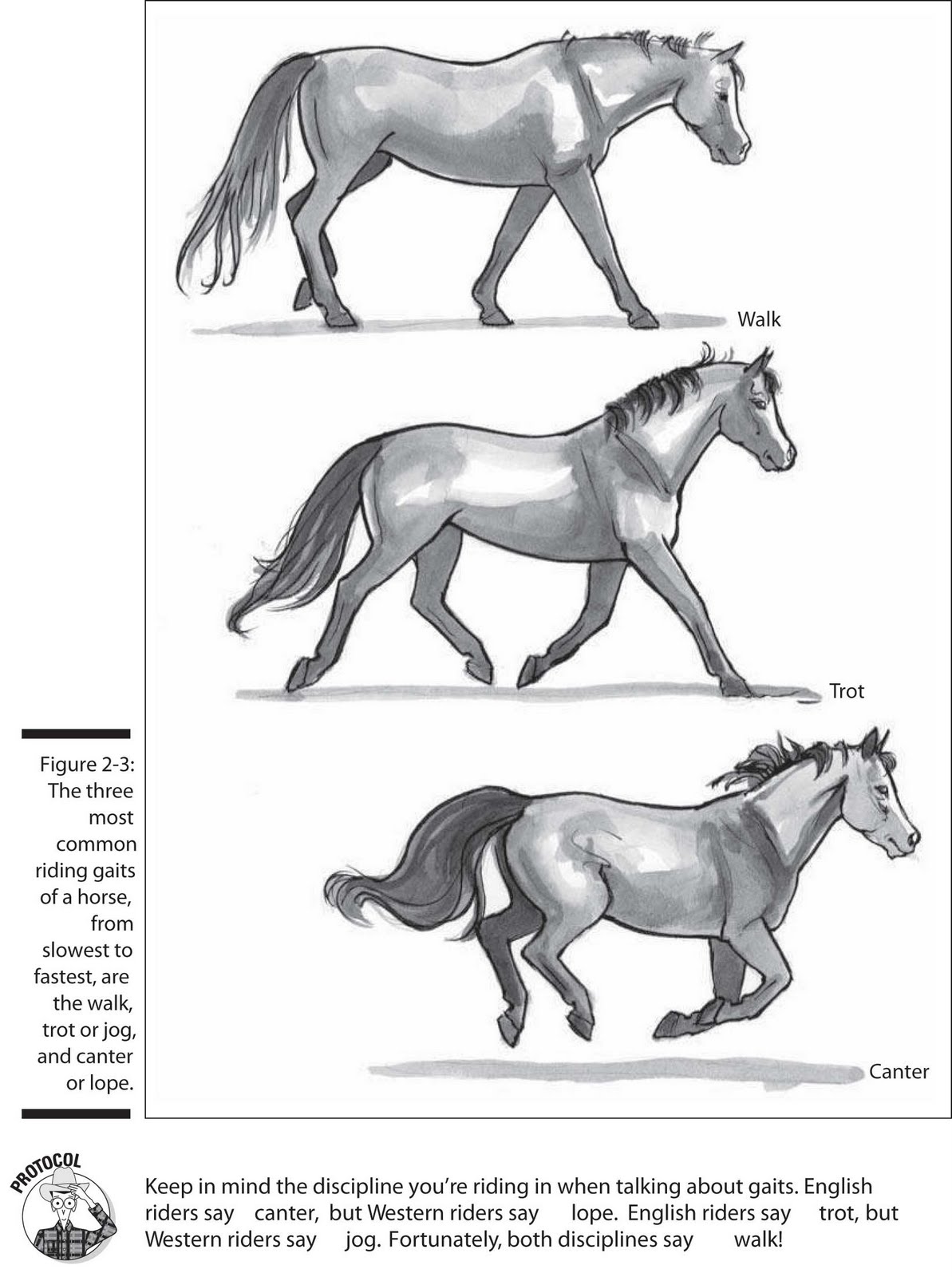 Horses, riding, breeding & more