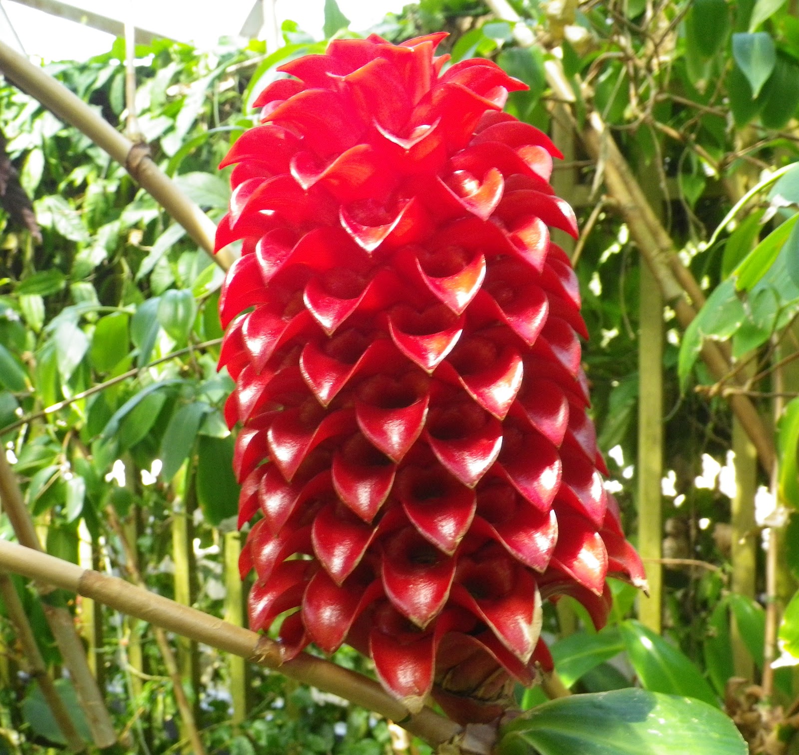 'Mark'ing my Territory Bernie's Tiny Universe (Part 1, Plants)