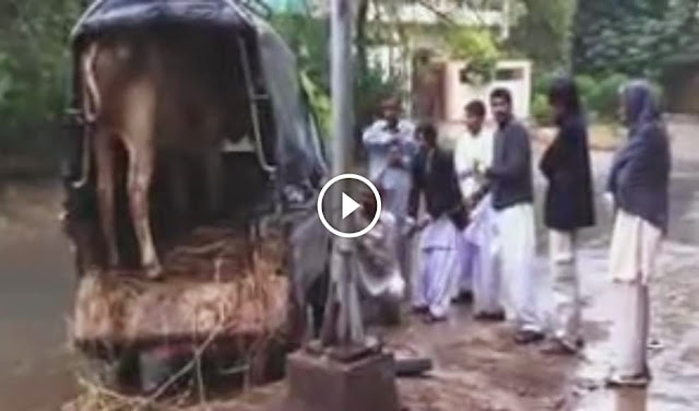 Bullock unleashed - Shughal unlimited Eid Qurbani 2014 cows, Bullock unleashed - Shughal unlimited Eid Qurbani 2014qurbani 2014, cow mandi, cow mandi pakistan, cow run away, bakra eid 2014, bakra eid 2014, cow qurbani 2014, qurbani videos, cow qurbani video, Cow Run Away, Cow runnig on road, bull ran away video, cow qurbani videos, cow pic 2014, cow eid, cow eid 2014, qurbani in pakistan, angry cow videos,