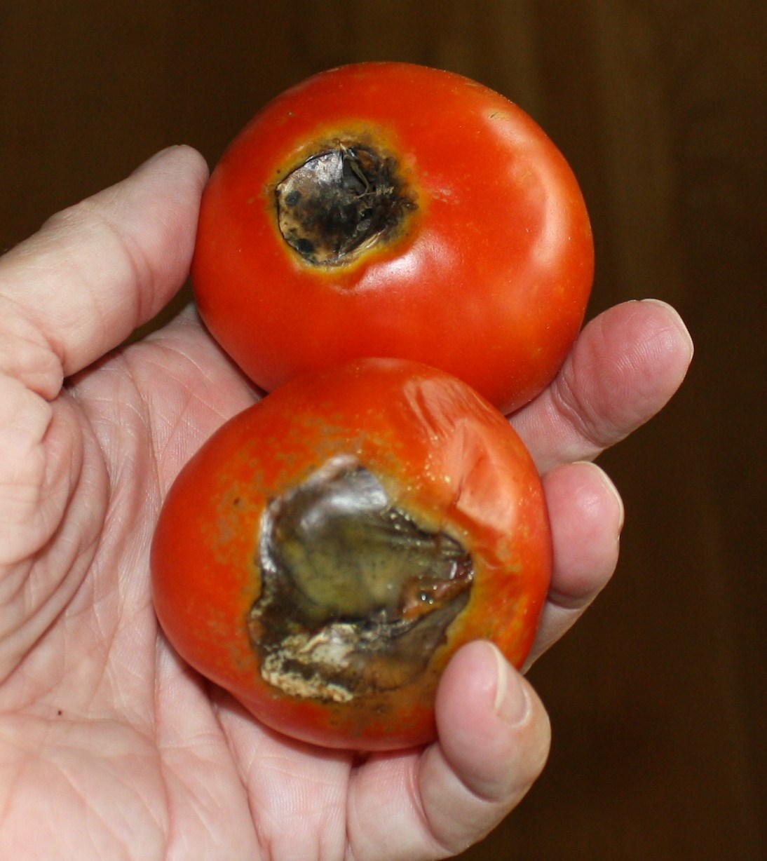 Sufficient for Our Need Good and Bad Tomatoes