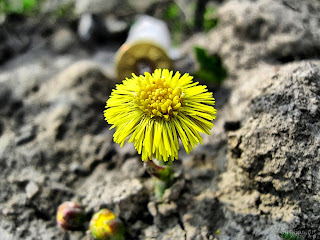 Мать-и-мачеха весной