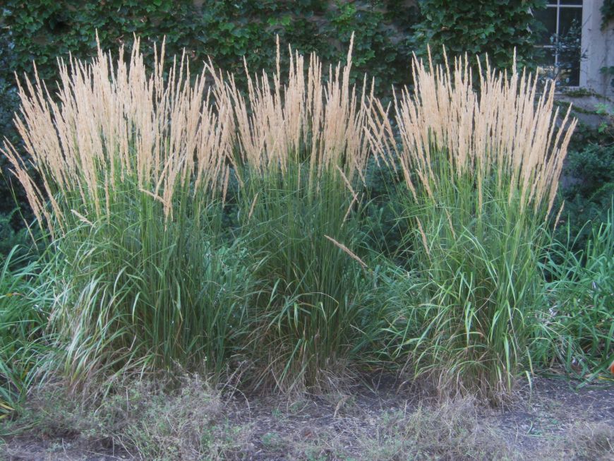 Future Plants by Randy Stewart Feather Reed Grass