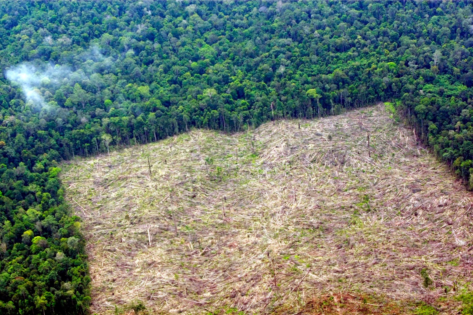 tragedy of deforestation essay tragedy of deforestation essay