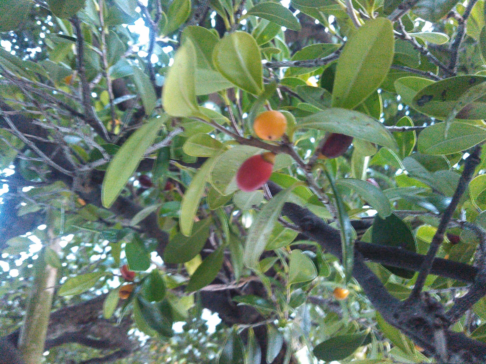 沖縄たべもの語り 食べられる草 木 実 Edible Grass Tree Fruits