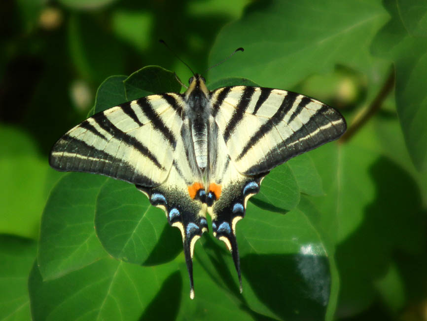 The Scarce Swallowtail (Iphiclides podalirius) | Beautiful 