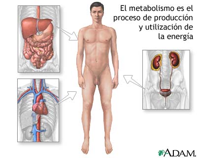 dieta para eliminar grasa abdominal en mujeres Esto dieta para eliminar grasa abdominal en mujeres dicho prrafo