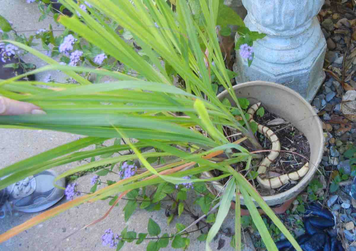 Medford Leas Out and About Ro's Garden