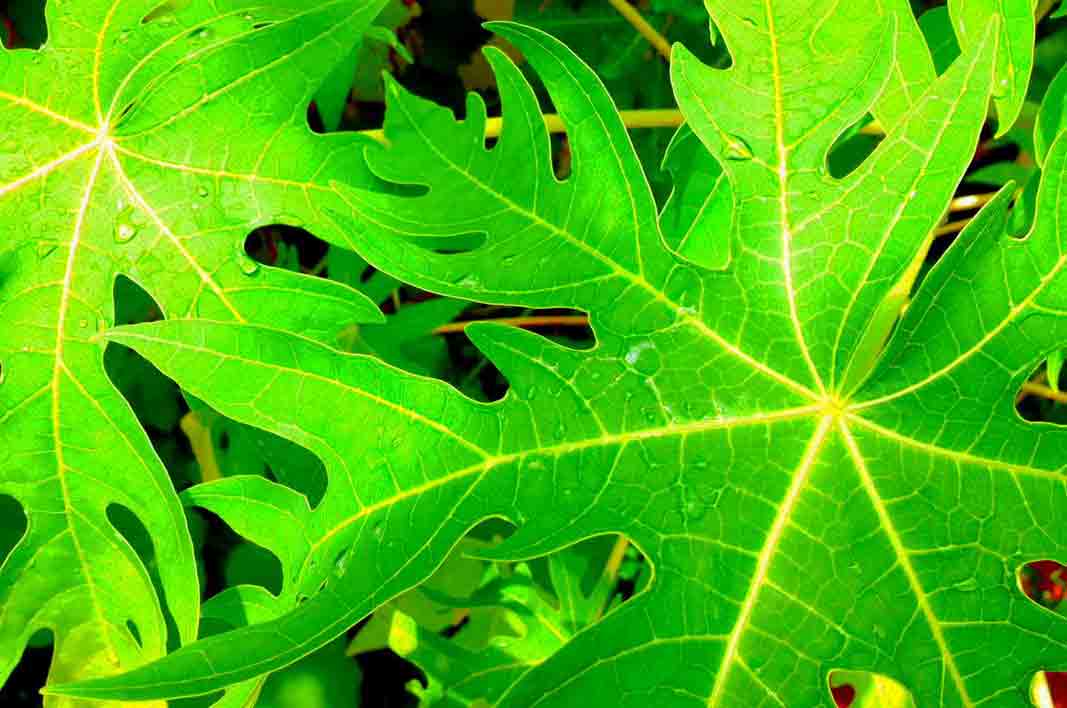 Preventing Cancer? Read This!!Benefits of Papaya Leaves for Health