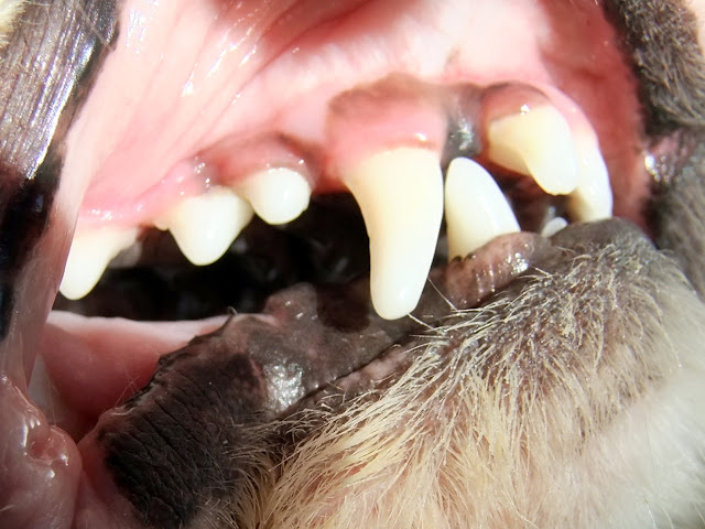 Zahnstein beim Hund was kann man tun?