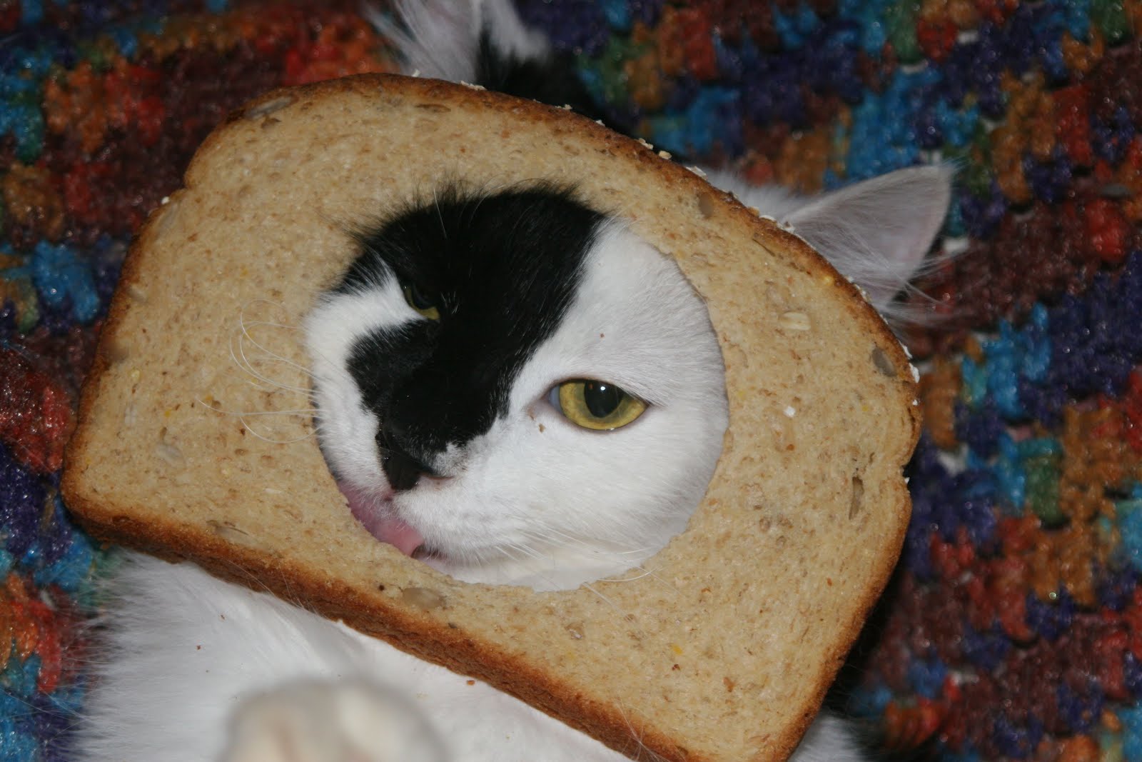 Lucindaville: Cat Breading