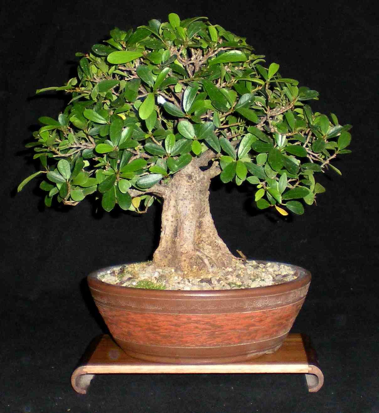 Huge Bonsai Collection Huge Bonsai Collection