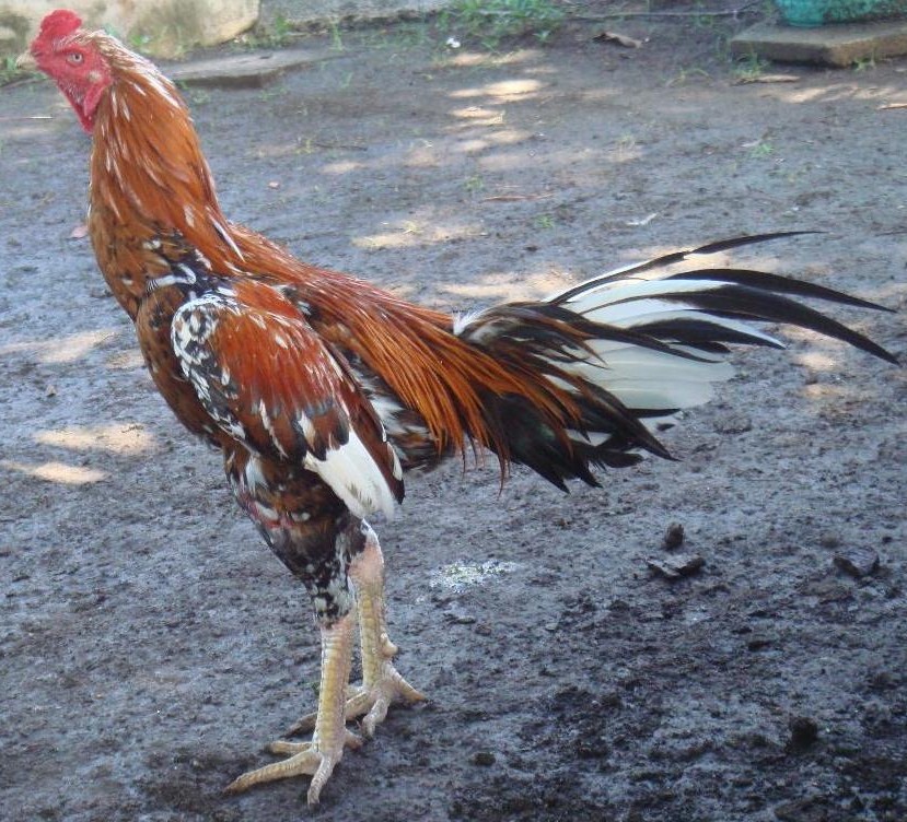 Obrolan Seputar Ayam dan Burung Kicau Ragam bulu ayam aduan