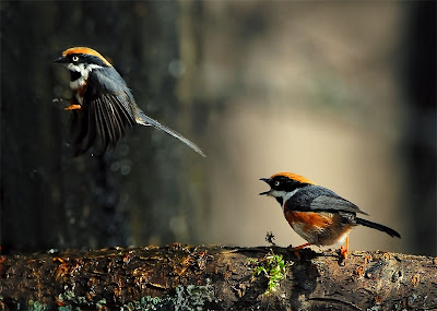 bird photography