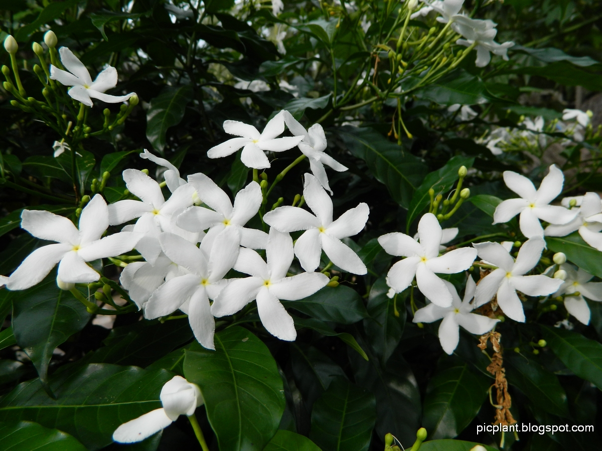 Nandivardhanamu నందివర్ధనము PicsVillage