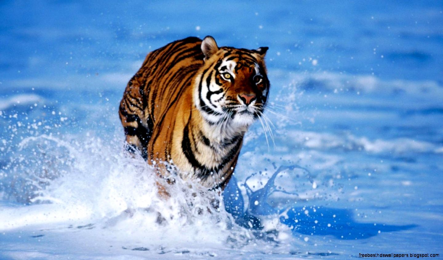 Tiger Running Tiger Running