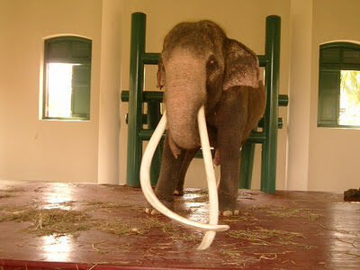 Thailand <a href="http://vionm.com/things-to-do-in-bangkok-thailand/thailandhoneymoon-go-on-the-phuket-beach-inward-thailand/">Beaches</a>: White Elephant Inwards The Forest