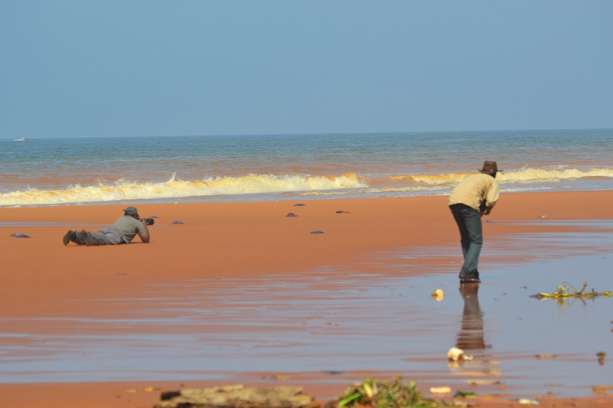 how to photograph shore birds how to photograph shore birds