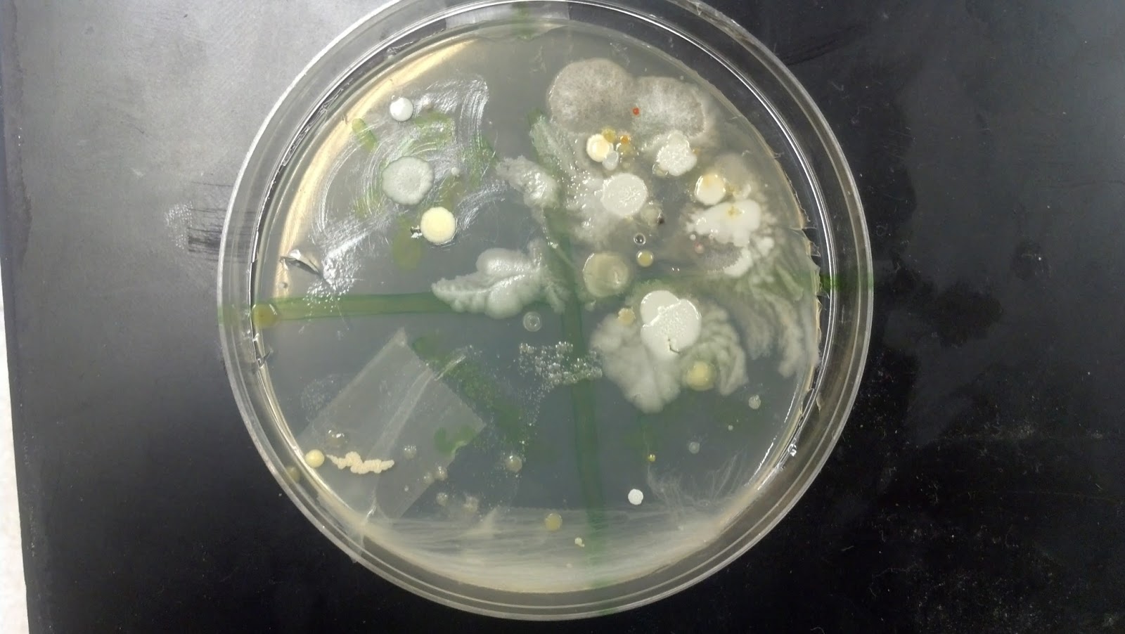 Mr Hoffmann's SCIENCE LAB Bacteria Where?!? Bacteria EVERYWHERE!