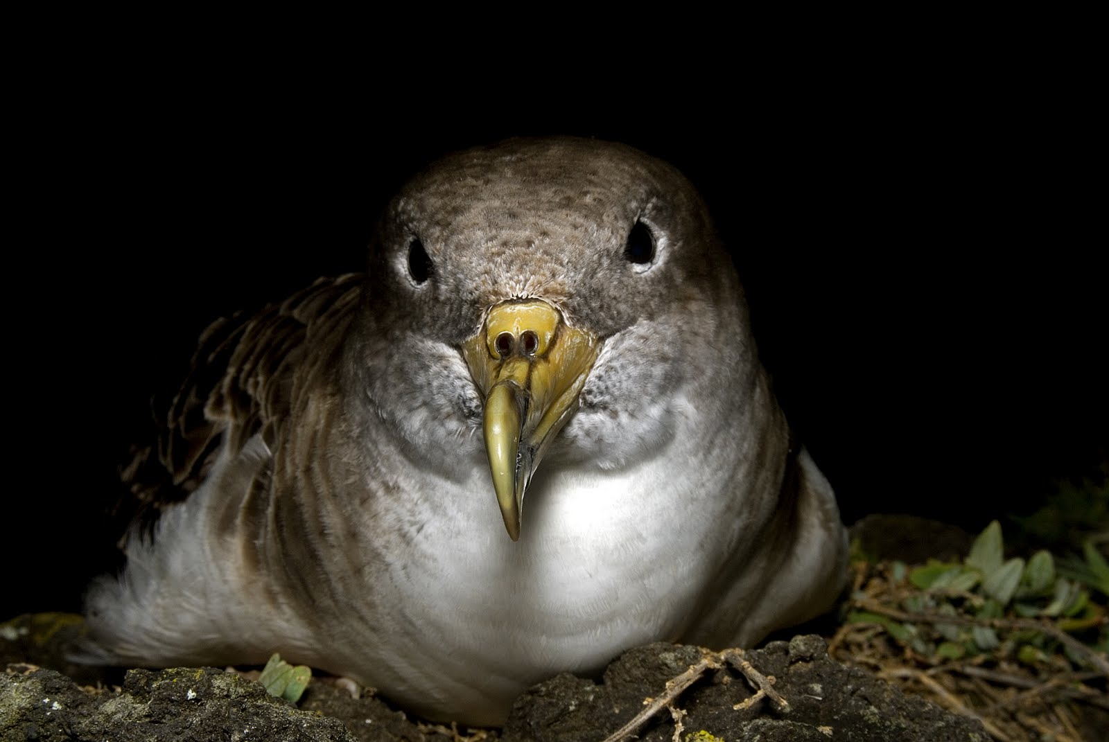 Vida Animal: Cagarros em Lua de Mel nos Açores