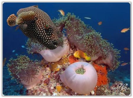 learning by doing: pemandangan bawah laut