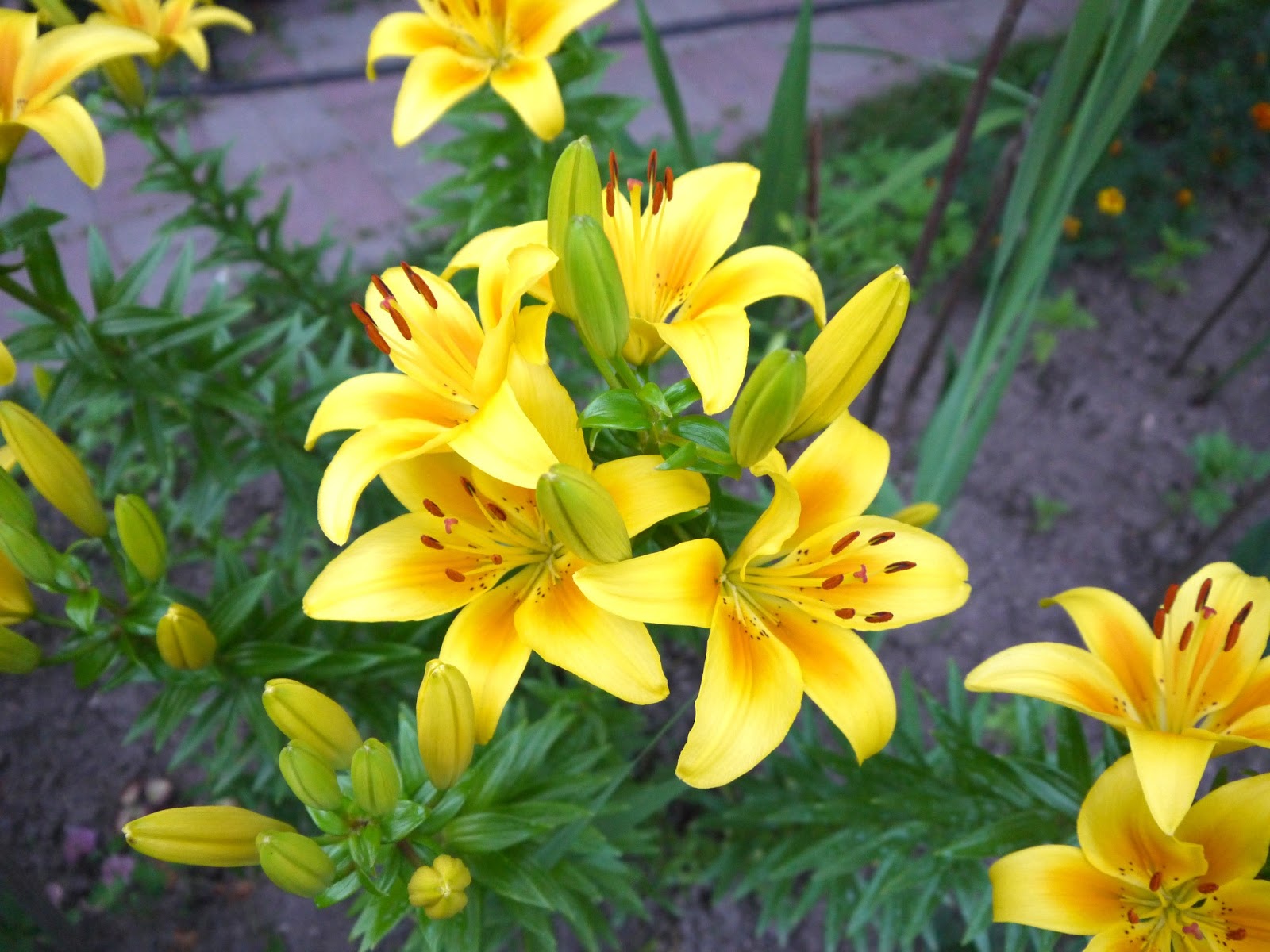 Лилии Yellow Strike