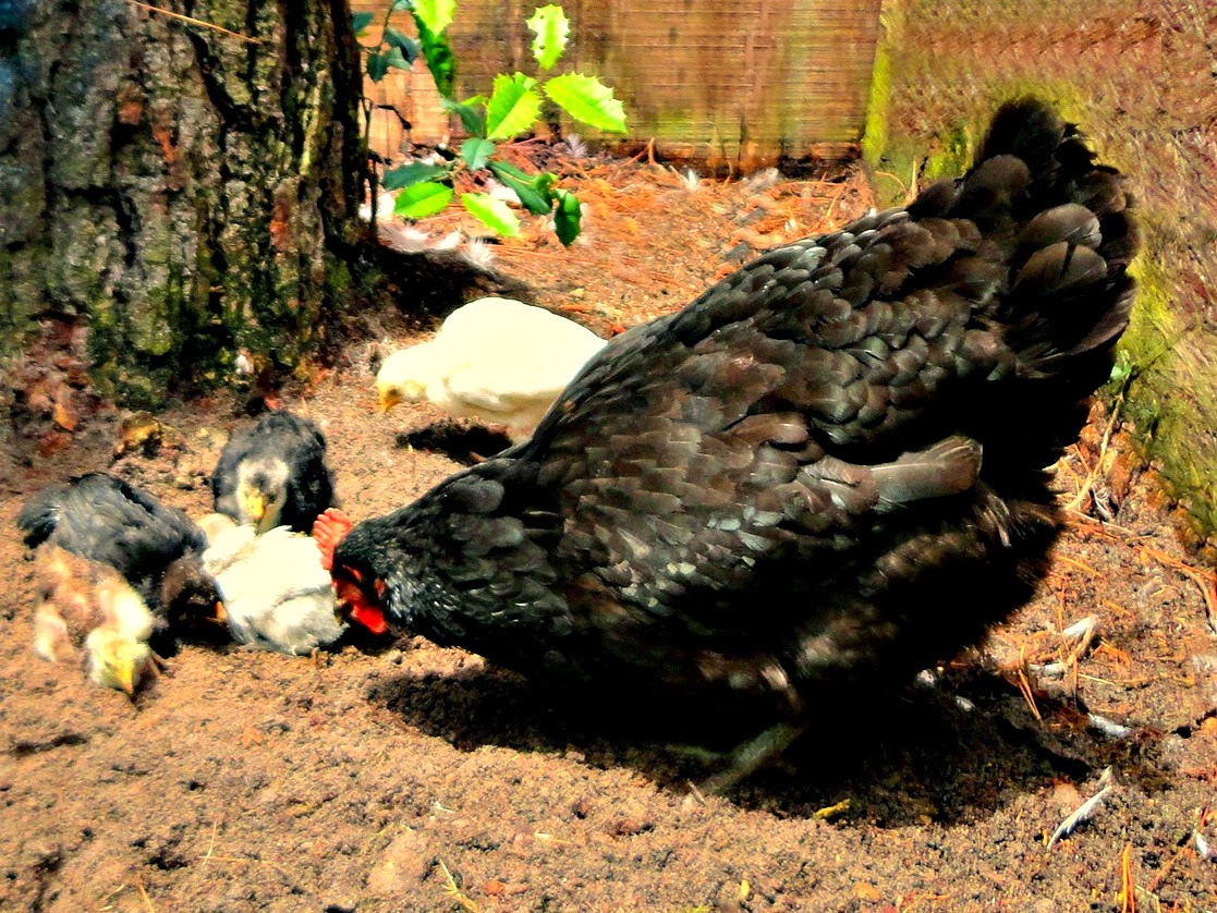 Você Sabia!? Visão da Galinha The Farm Home