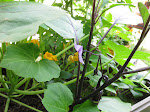 Eggplant Flower