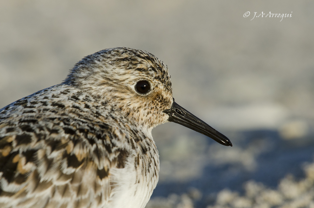 Correlimos tridactilo, Calidris alba, Sanderling Correlimos tridactilo, Calidris alba, Sanderling