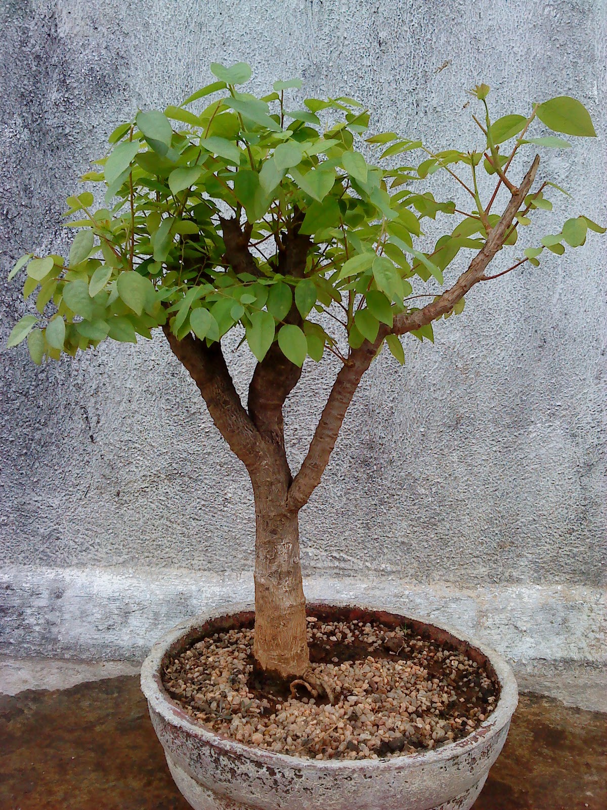 Indian Bonsai Update 3rd April 2011