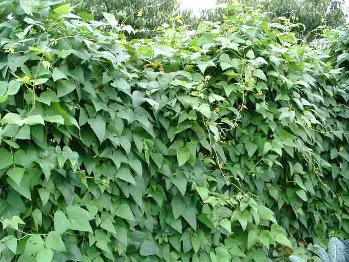 Desert Organic Farming Pole Beans Companion Plants and Plants to Avoid!