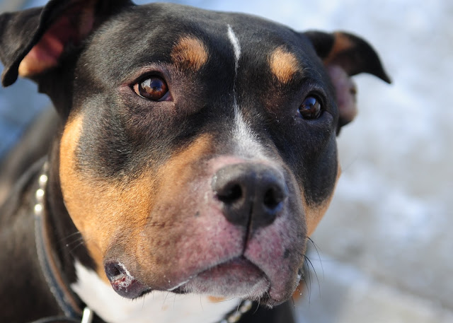 Ross Dance Photography: Samara the Adoptable Pitbull/Rottweiler Mix