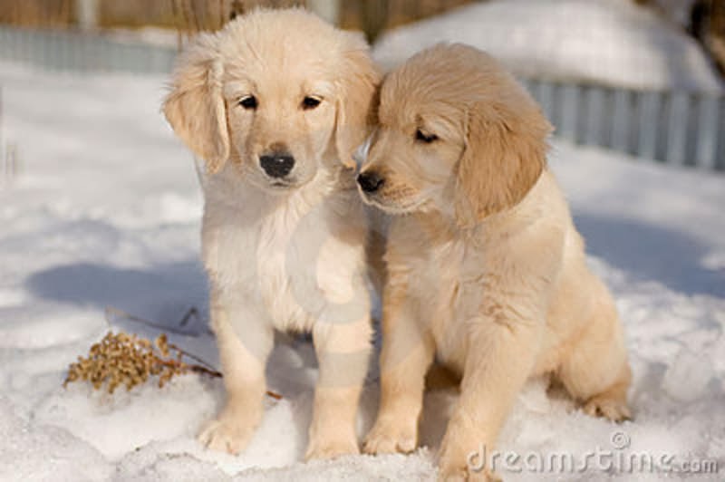 golden retriever puppies snow golden retriever puppies in the snow sawyer the golden retriever breeds picture golden retriever puppies snow golden retriever puppies in the snow sawyer the golden retriever breeds picture