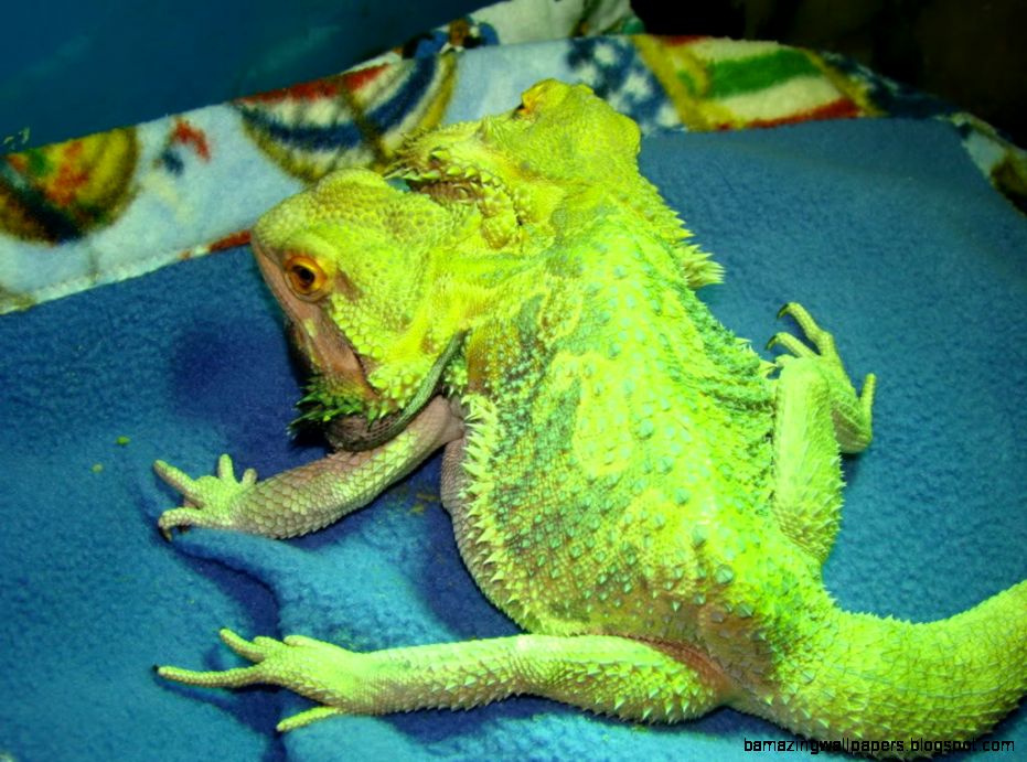Bearded Dragon Colors | Amazing Wallpapers