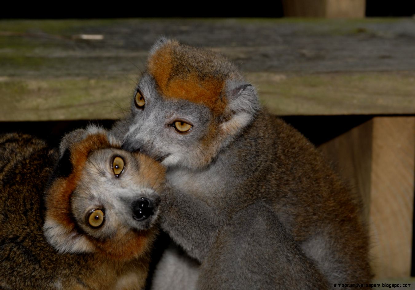 Crowned Lemur Duke Lemur Center Crowned Lemur Duke Lemur Center