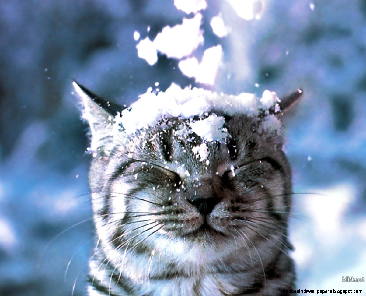 Wallpapers Collection «Snow Wallpapers» Wallpapers Collection «Snow Wallpapers»