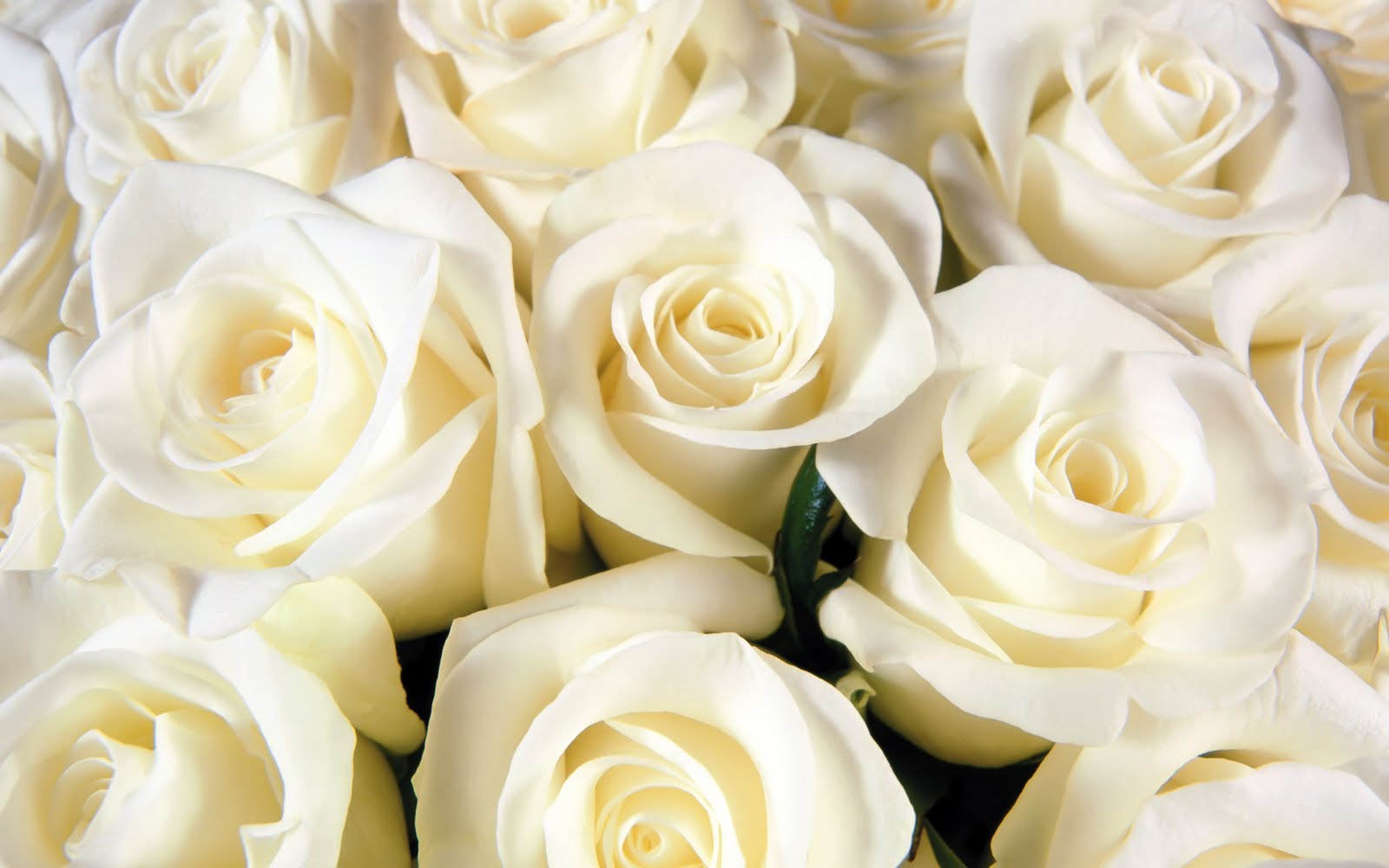 Folkheart Press White Roses for All Saint's Day